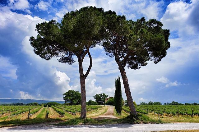 piccinaccia's tweet photo. Due amanti, due complici, due soldati, due fratelli. Qualunque cosa siano, sono insieme da una vita. .
.
.
.
.
#igerssiena #yallerstoscana #igerstoscana #tuscanybuzz #spring4igers #visittuscany #discovertuscany #ig_italia #whatitalyis #browsingitaly #Ili… https://t.co/Bqfgk2Uy2B https://t.co/Hb5GBfzhHa