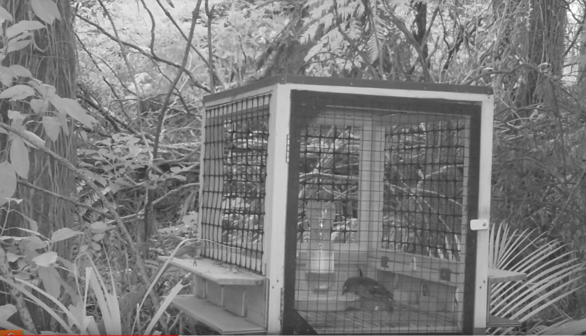 Dr John Ewen On Twitter We Have A Female Hihi Using The New