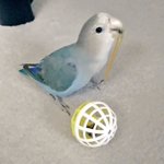 楽しかったはずなのにwいつの間にかゴムで遊べなくなってて呆然とするインコ