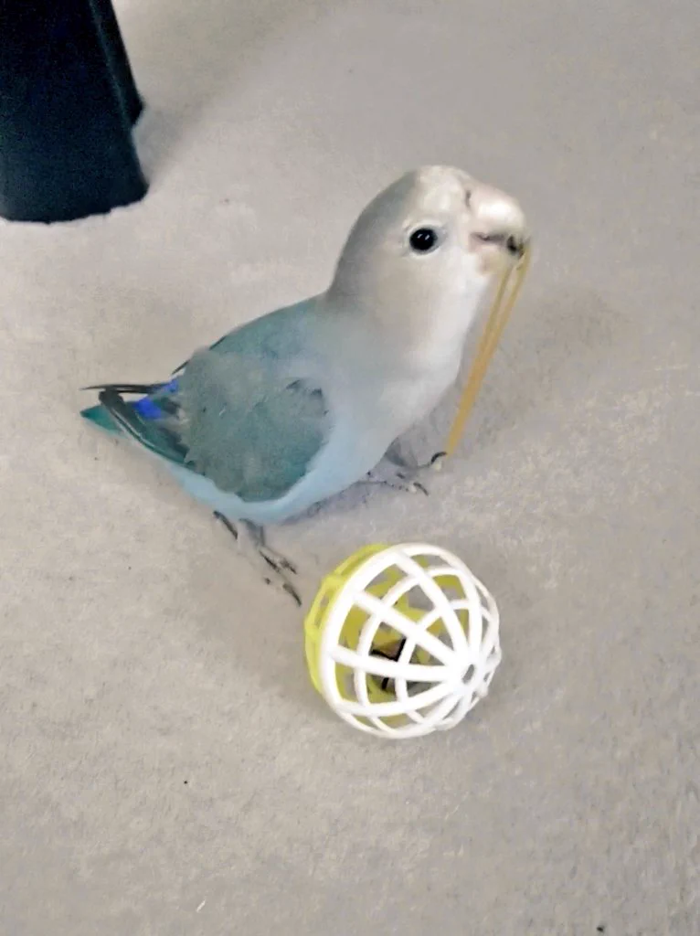 楽しかったはずなのにｗｗいつの間にかゴムで遊べなくなってて呆然とするインコ