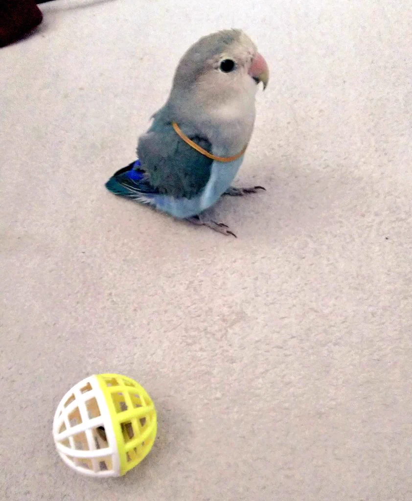 楽しかったはずなのにｗｗいつの間にかゴムで遊べなくなってて呆然とするインコ