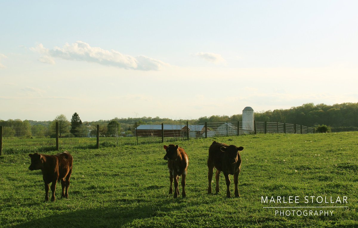 The Farm Animal Baby Shower is this Saturday, May 12, from 11am-5pm. Join us for hayrides, fun and farm fresh food. Please bring an item for a real Baby for the local food pantry.