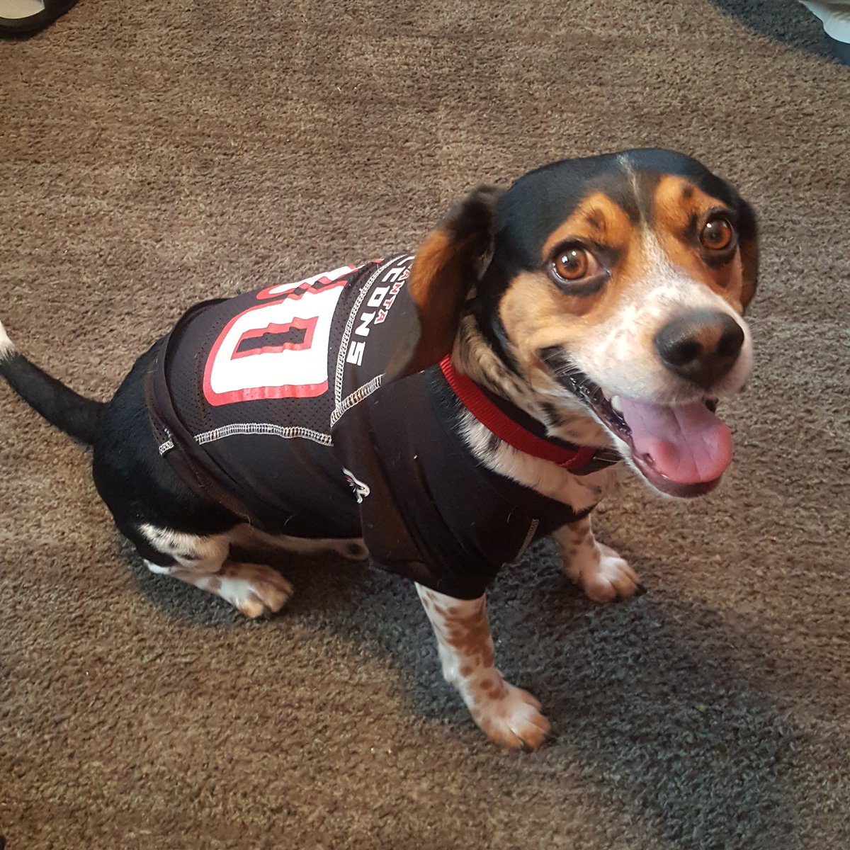 Look who made the cut for the Atlanta Beagles!! #MannytheBeagle #Mannymemes #Beagles #beaglefacts #Beagle #Dogs #Dog #Pets #Pet