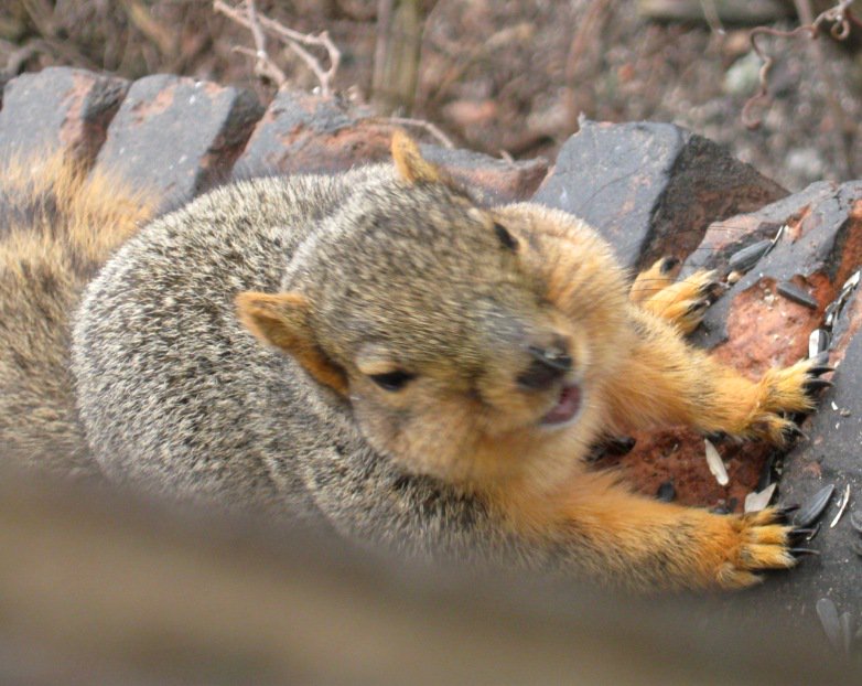 viewfrommyoffic's tweet image. Daily Squirrel @cakikeith @dwshellby @rona65 @TheGreatTurbana @lindachilders1 @47young1