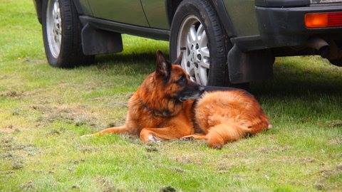 Four legged friends are welcome too.
#BVACCLassic #Thirlestane #FestivalofMotoring #ScottishBorders