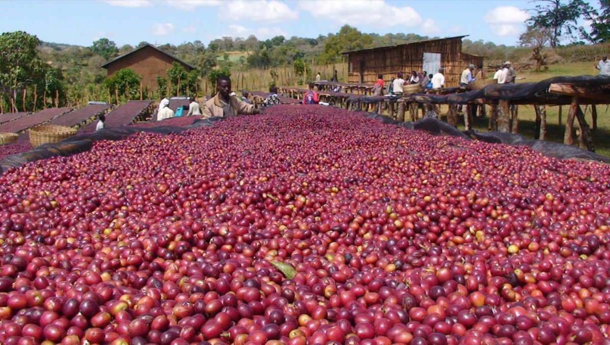 Uganda Rwenzori mountains produce some of the worlds best arabica coffee. Speciality Coffee organically grown...
#uganda #coffee #ThursdayThoughts #ThursdayMotivation