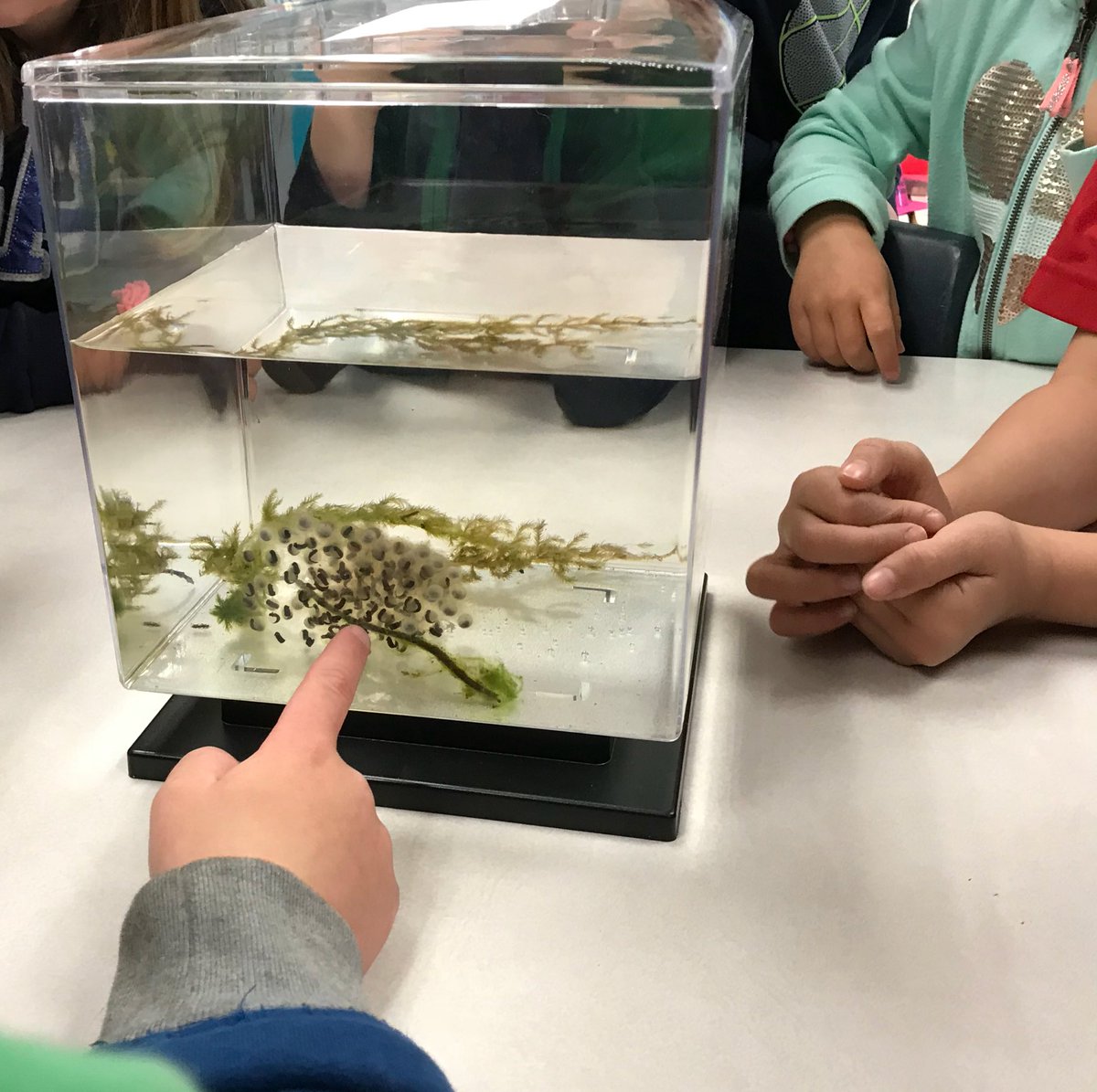 Lots of excitement and curiosity this morning as we welcomed our frog eggs to our classroom! <a href="/basinviewdrive/">Wokabri</a>