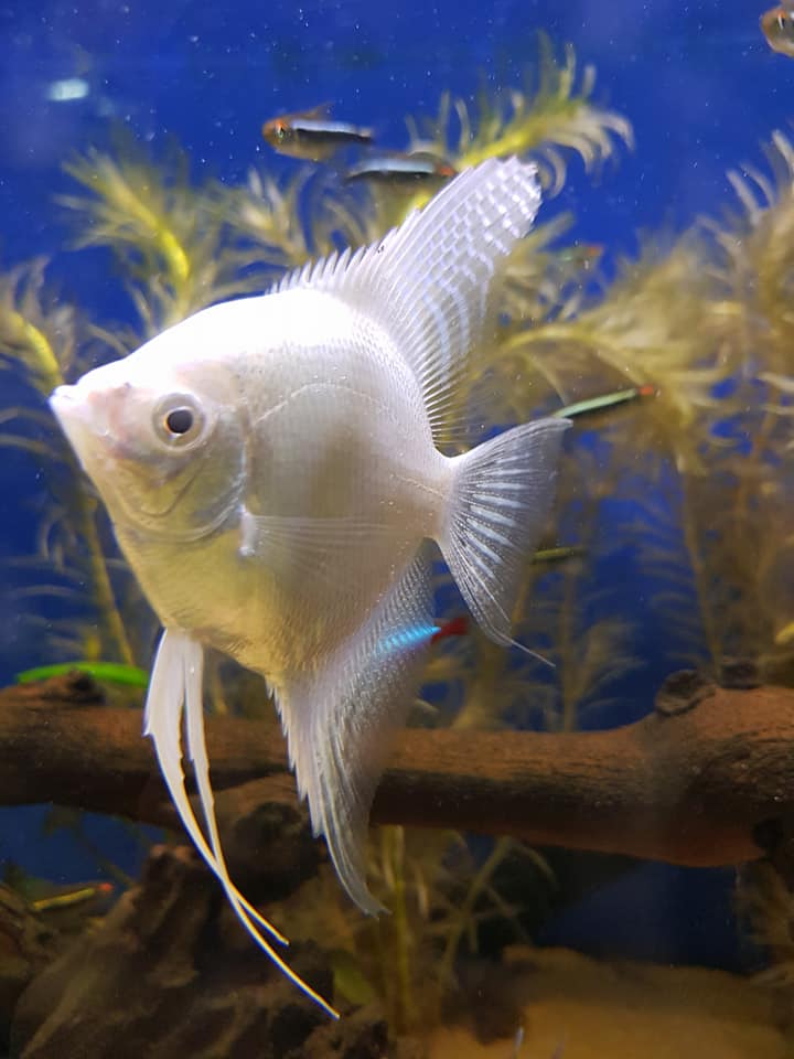 <a href="/petblisspetshop/">Pet-Bliss</a> Platinum Angel Fish are most handsome fish here in store! #angelfish #aquariumtank #petblisspetshop #wicklowpetshop #petsuppiles #RT