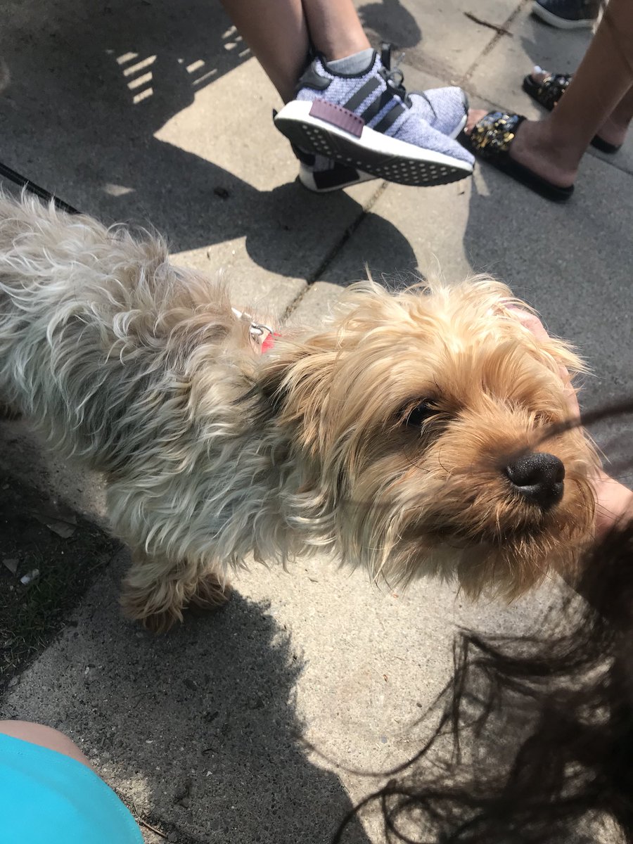 Dogs Of IUP tweet media