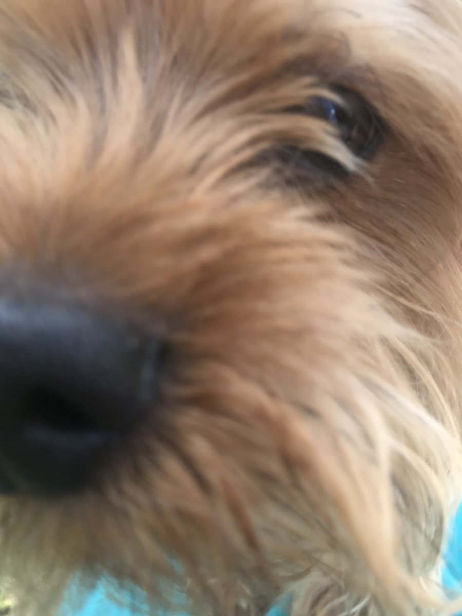 Dogs Of IUP tweet media