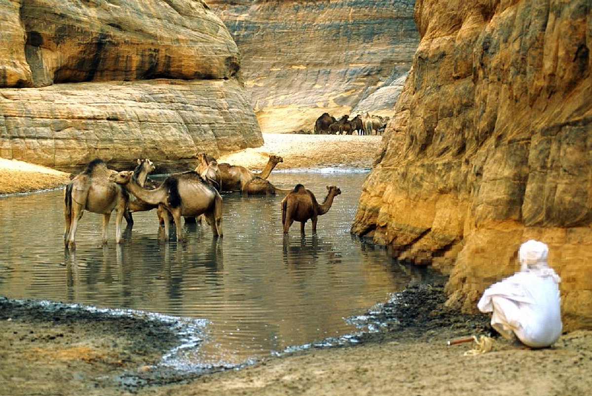 azerwalagghaly's tweet photo. La Guelta d'Archei, beauté des lieux où les chameaux se désaltèrent et se reposent - Massif de l'Ennedi - Tchad   🐪🐪🐪🐪🐪🐪🐪🐪🐪🐪 https://t.co/2RqZAtPR7Q