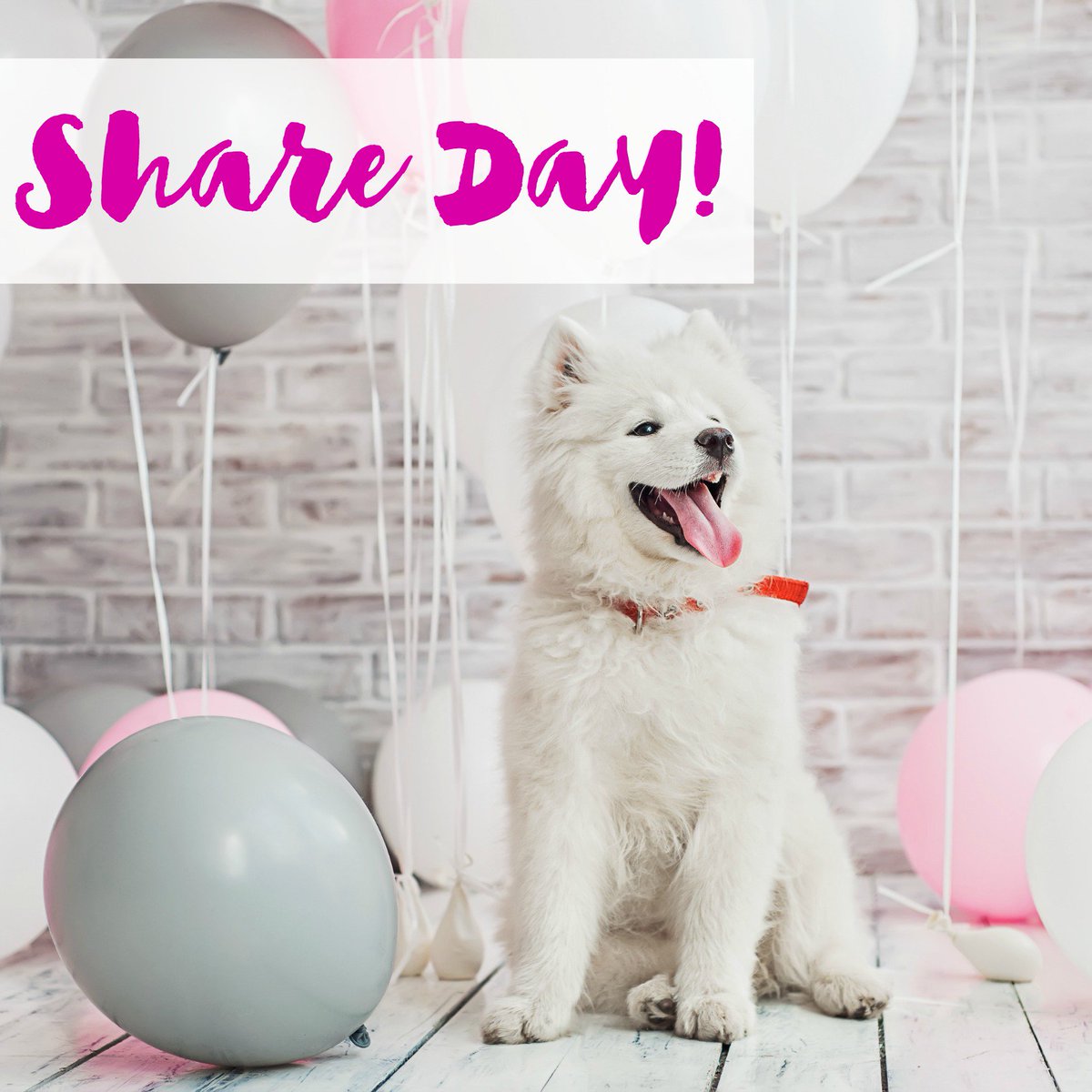 Today is Share Day! Post a photo of your dog and we will pick a few to share on our page.  Be sure to tag us with #barkandbiscuits!