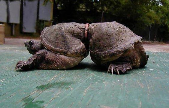 Green_FiveFive's tweet photo. #Plasticisnotfantastic, we are destroying this little WildLife https://t.co/QMmIvGlb5q
