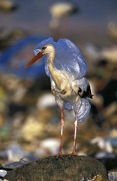 Green_FiveFive's tweet photo. #Plasticisnotfantastic, we are destroying this little WildLife https://t.co/QMmIvGlb5q