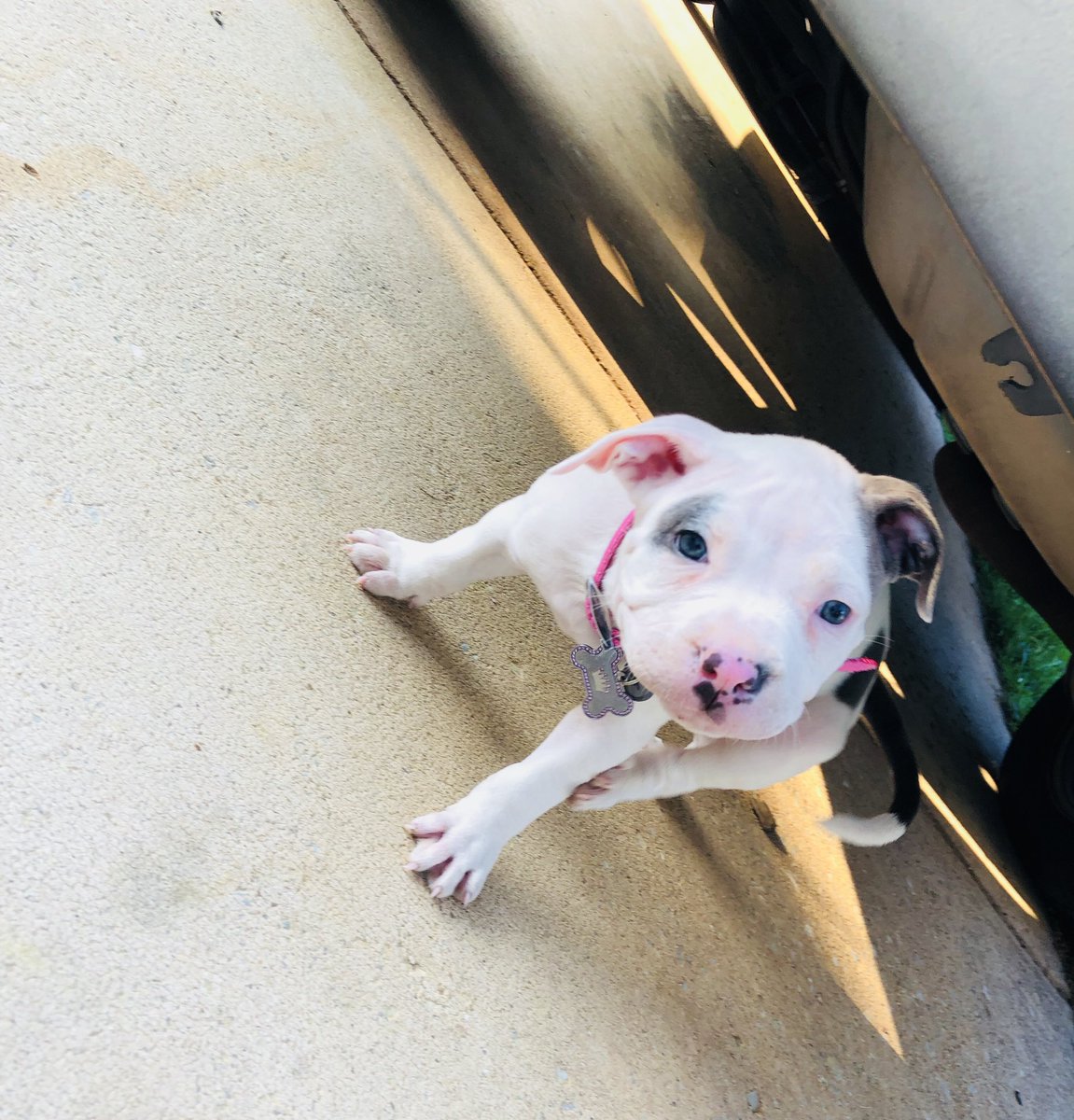 _shortDAWGGGG's tweet image. #NewestEdition