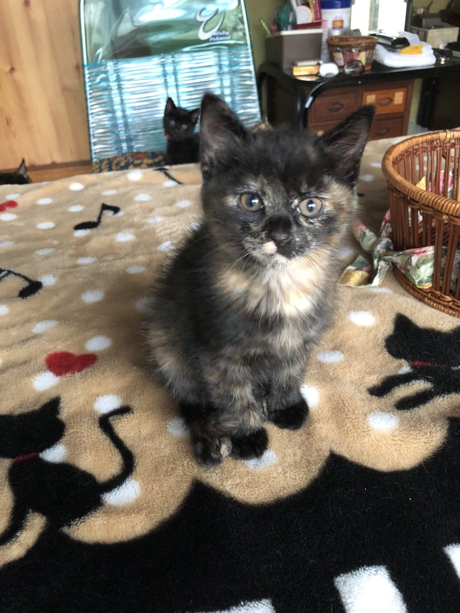 茅野市 引き続き里親募集しています お陰様で５匹のうち2匹は里親さんに引き取っていただけました ありがとうございます 3匹の子猫の里親を引き続き募集しております 気になった方はご連絡ください 長野県茅野市在住です 里親募集 子猫 長野県