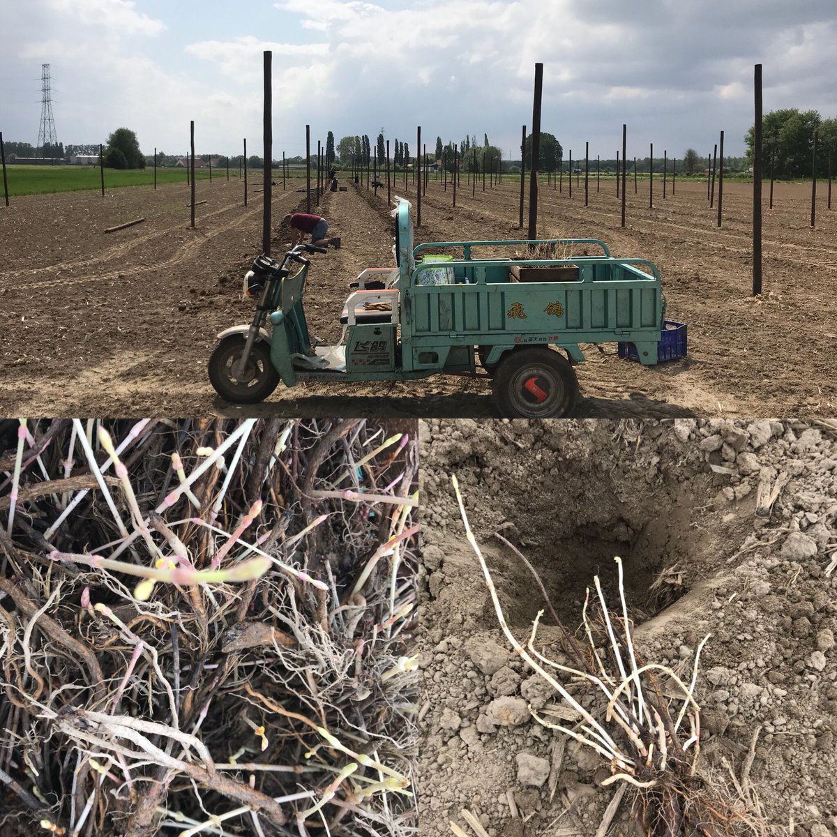 Planting 1400 hop plants (Hersbrucker - Centennial - Cascade - Prima Donna) #farmbrewery #hoftendormaal #craftbrewery