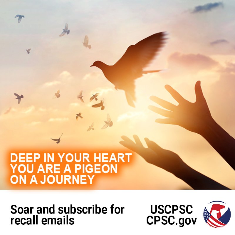 A bird being released into the sky. The text reads: Deep in your heart you are a pigeon on a journey. Soar and subscribe for recall emails.