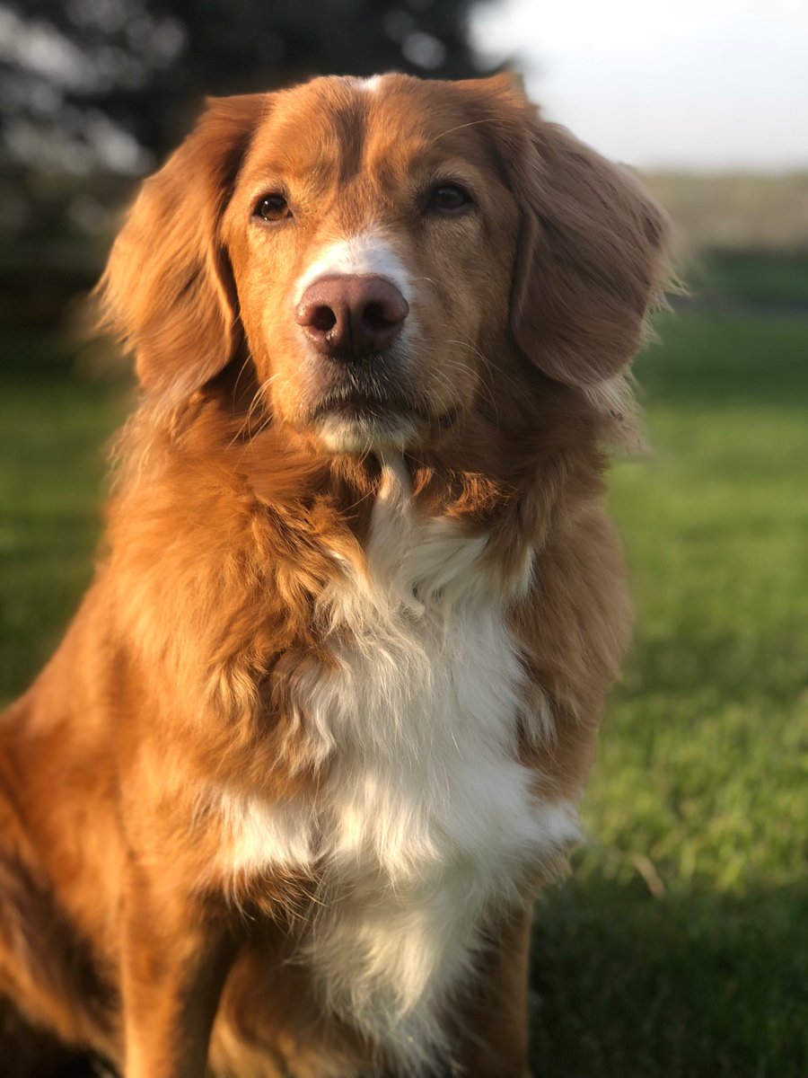 YourDogsHero's tweet photo. On the road again teaching... I miss this one already. https://t.co/HgO5ftK8ns