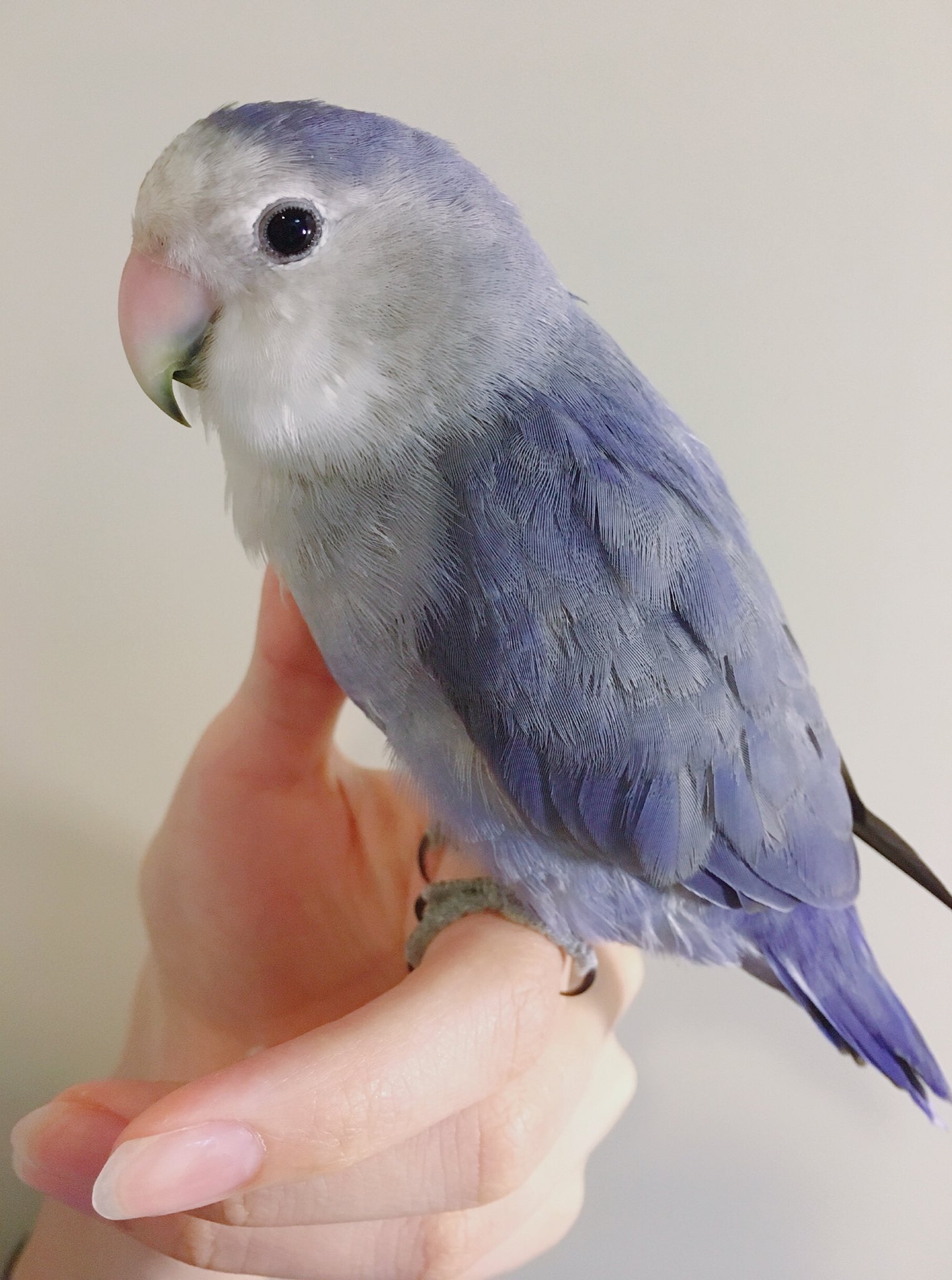 もず 先月お迎えしたコザクラインコ 名前は 藤丸 甘えん坊な性格で常にべったり まだまだ幼鳥なのでぼやっとした羽色だけど綺麗なバイオレットカラー 成鳥後が楽しみ U T Co Drvubcsjsg Twitter