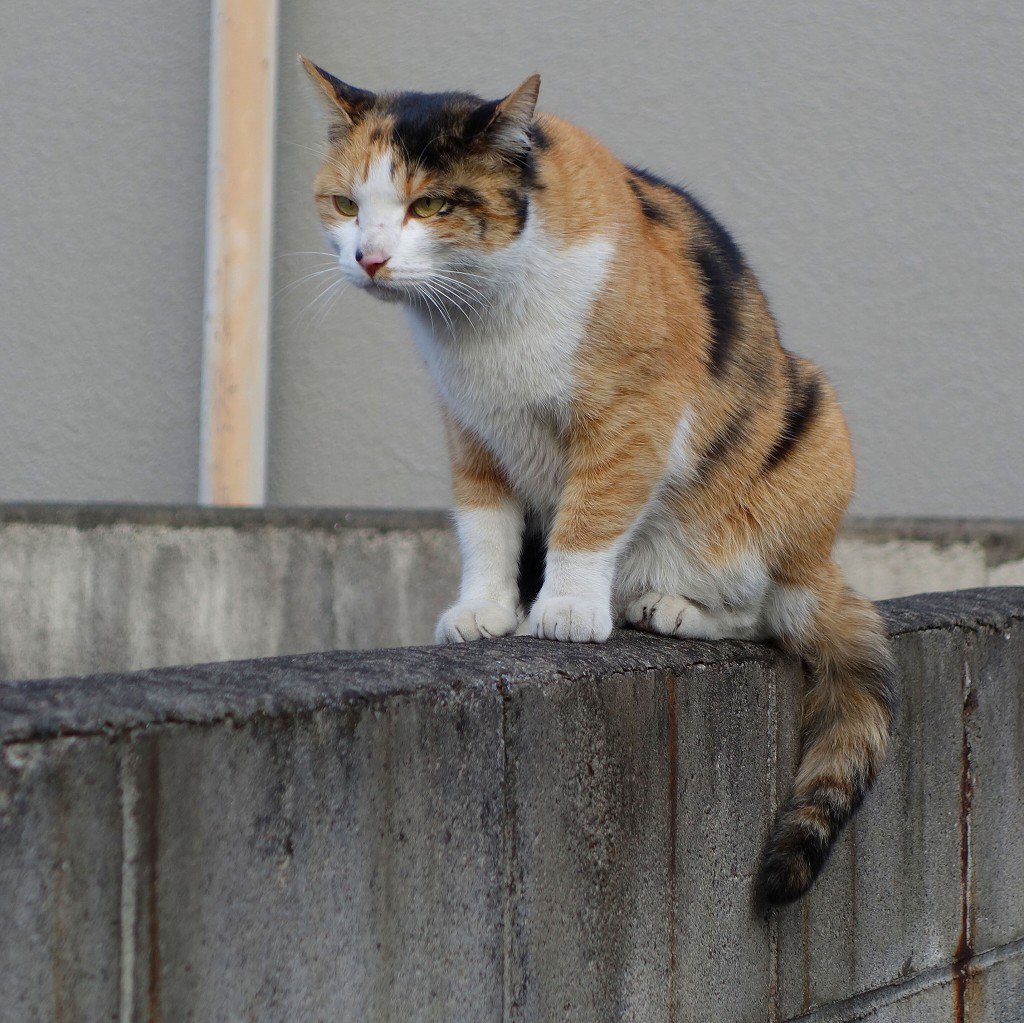 写とろぐ ねこ בטוויטר ブロック塀の上 無表情で動かない三毛さん 目を開けたまま寝てないよね ねこ T Co K0a51dp0pr 猫 ねこ 野良猫 地域猫 外猫 ブロック塀