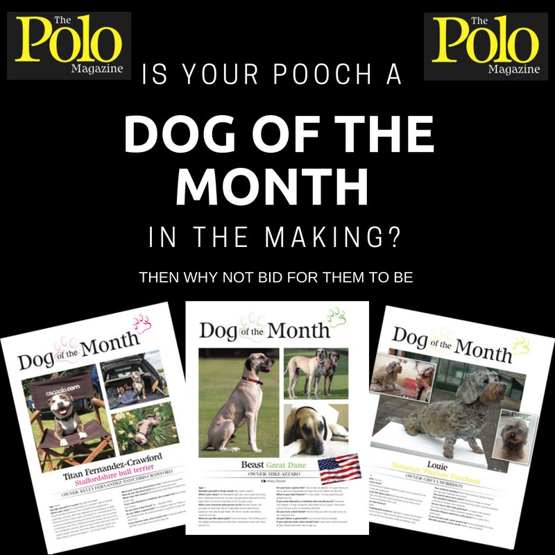 The Polo Magazine tweet media