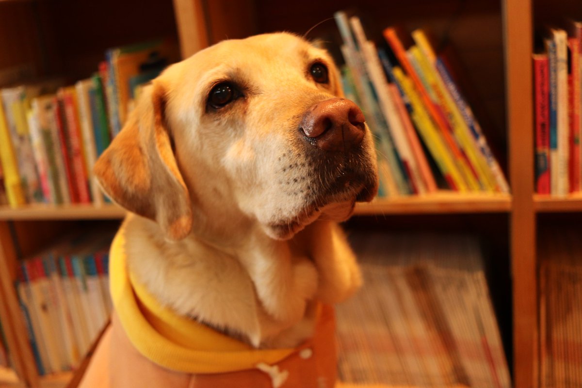 ちひろ בטוויטר 気まぐれな猫も好きだけど 毎日帰るとお気に入りのぬいぐるみくわえて ちぎれそうなくらい尻尾振っておかえりしてくれる犬も好き ラブラドール Labrador ラブラドールレトリバー 犬のいる暮らし 犬好き 日本ライトハウス盲導犬訓練所 元