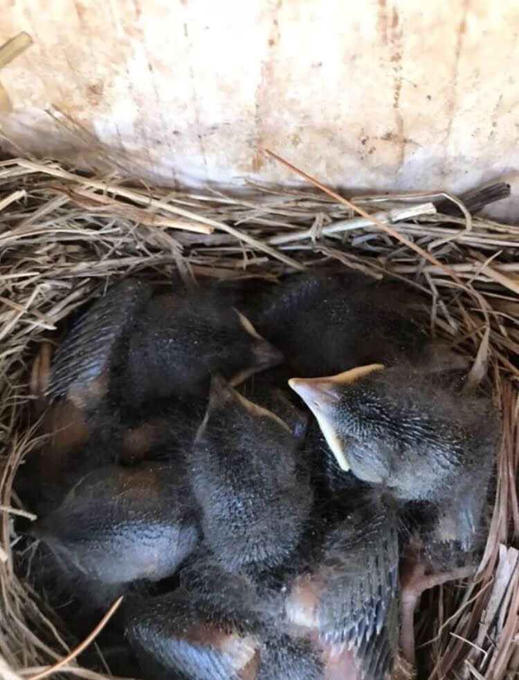 opbluebirdys's tweet photo. The babies in #Box1 are partially feathered! Check out the complete history of the eastern #bluebirds in #Box1 in the following images from 4.19.2018 to 5.7.2018. Photo &amp; Monitoring Credit: JosieCheyanIsaacJack. #projectbasedlearning https://t.co/qeTEHTXC7X