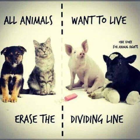 #vegan #govegan #animalswanttolive #vegansaveslives #animallife #animallover #animallove #animallovers