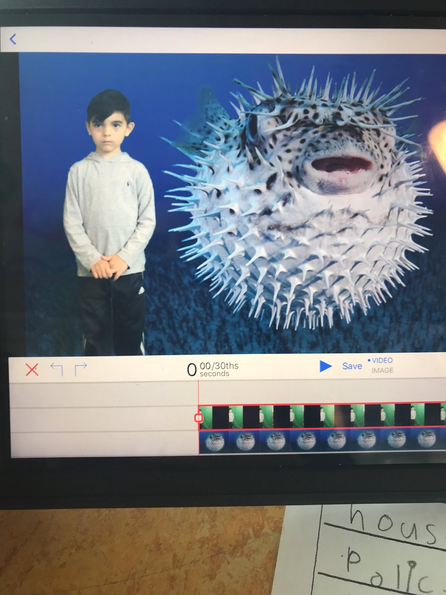 Nodell_library's tweet image. Quiet on the set! @MLoCascio13 Ss are using the green screen with @DoInkTweets app to tell about the animals they researched! @Hampton_Street #researchisfun #MineolaProud