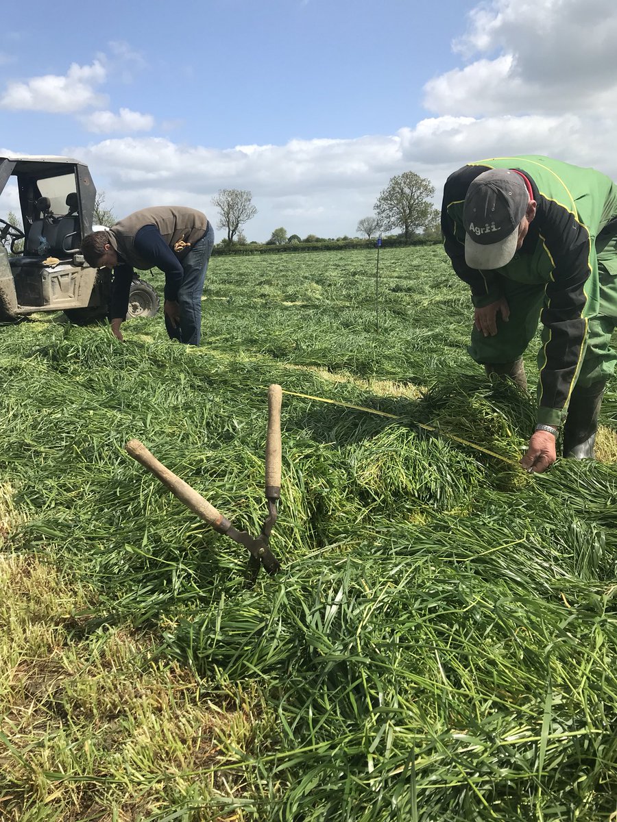Sampling and weighing a promising looking crop of <a href="/Oliver_Seeds/">Oliver Seeds</a> Sabre new seeds for our entry in the <a href="/GrassYEN/">GrassYEN (now @ForageYEN)</a> competition. Thanks to our neighbour Sam for assisting and being official adjudicator! #grass #silage18 <a href="/adasYEN/">YEN - The Yield Enhancement Network</a>