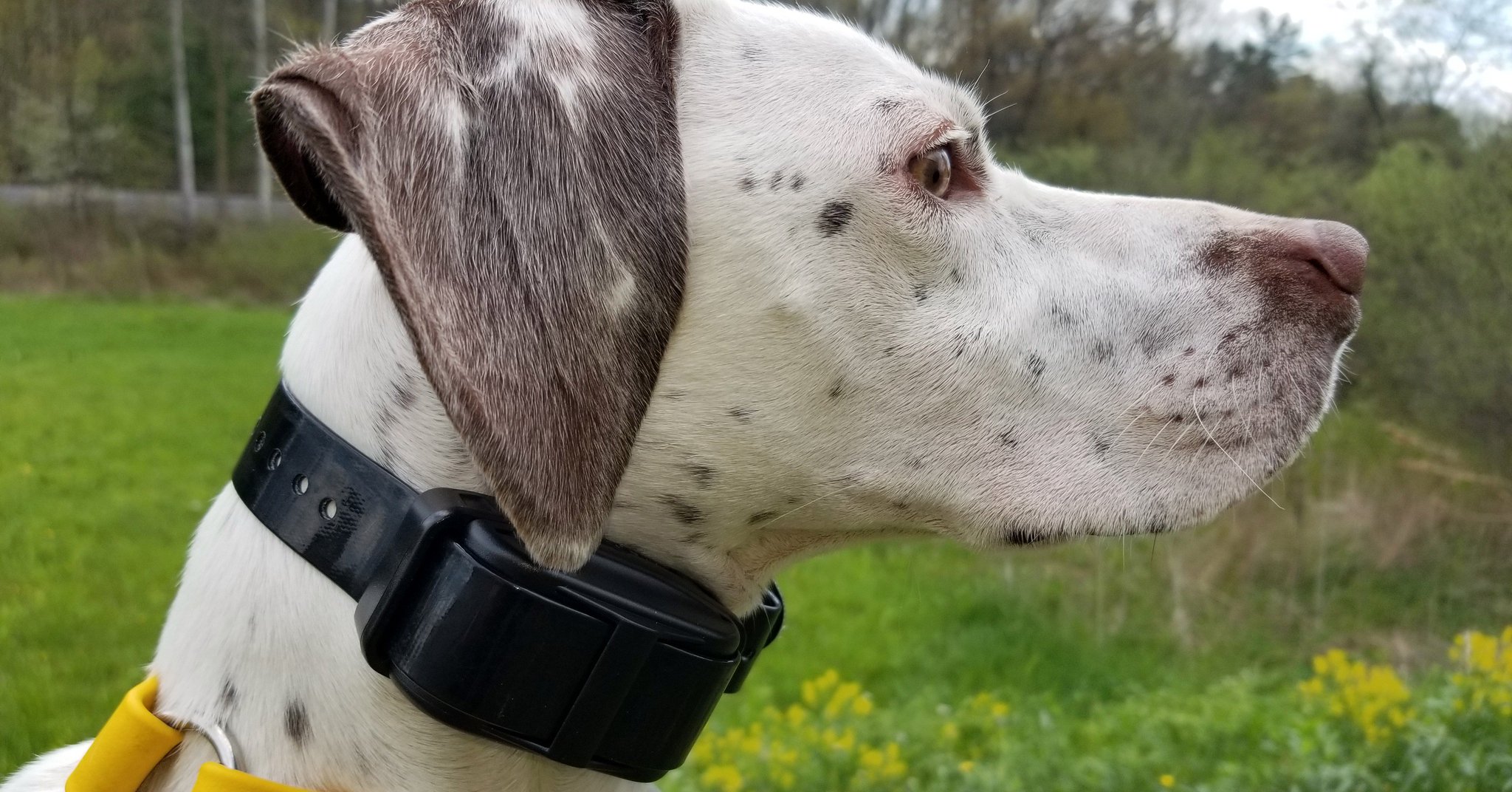 Lion Country Supply on Twitter "The last of the TriTronics G2 and G3