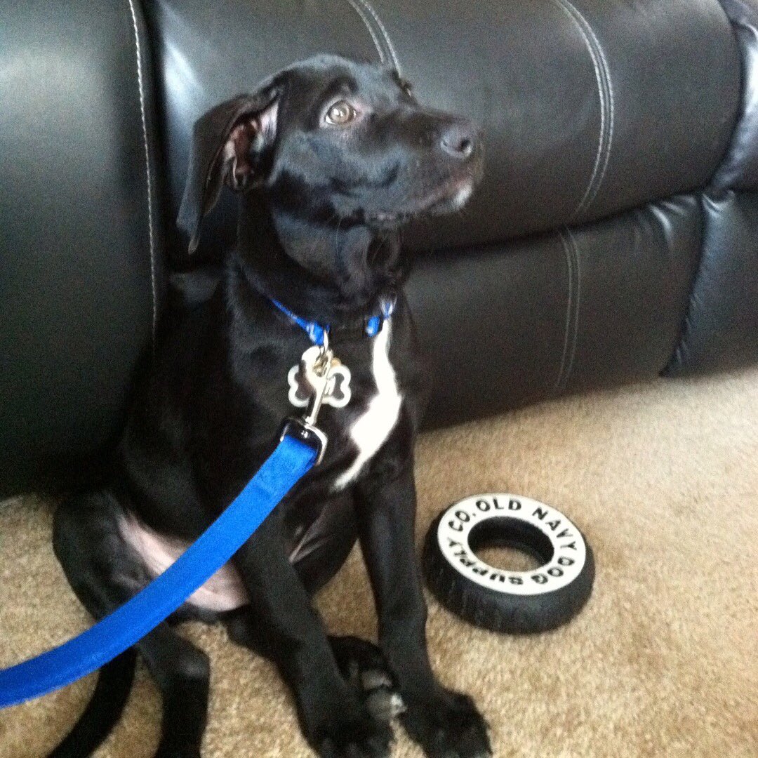 D_Professor_11's tweet photo. Celebrating this “not so little” puppy’s birthday!! Best thing in my life! #Onyx #BirthdayMonth #DogsOfTwitter #PuppyLove #MansBestFriend #MyDog https://t.co/N7OO6o4N9B