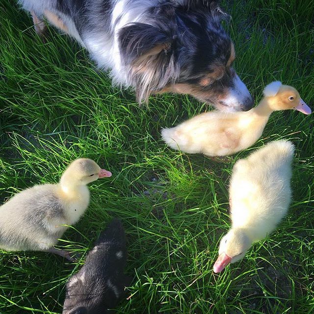 HealthyChickens's tweet photo. Countryside mama @wildfeatherfarm:  Gypsy playing Mother Goose to the water birds. She just loves them, now they are almost as big as her! 💓 #tbt #wildfeatherfarm #countryfresh #homegrownhappiness #backyardducks #backyardgeese #farmlife #rouenduck #s… https://t.co/nvH6I5J3fq https://t.co/0S4JPkV4hh