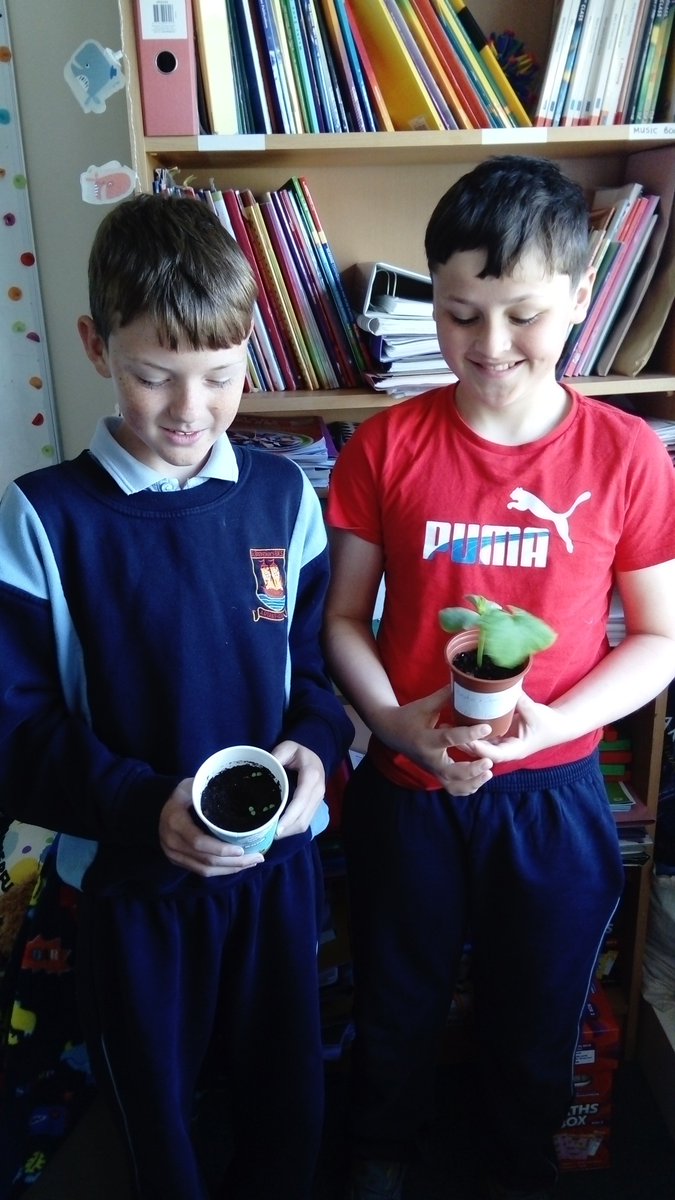 GreenFlag_5's tweet photo. Look how happy the boys are to see their plants growing. The one in the right is a pumpkin and the one on the left is a wall flower! For every piece of food for us we plant something for our butterflies and bees! #biggrow #msoconnellsclass #giy https://t.co/7m4t0Bxd50