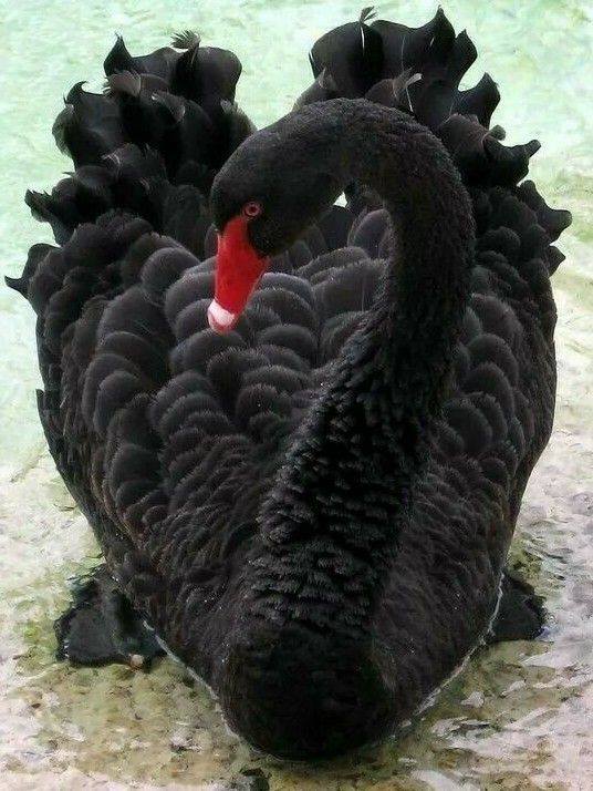 NaturalPicture5 tweet picture