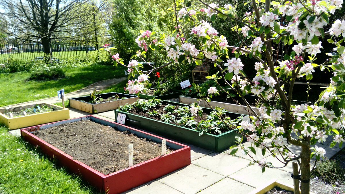 GreenFlag_5's tweet photo. The garden was looking lovely today! Our apple blossom is in full bloom. We are also growing beetroot, potatoes, onions,peas, spinach, plenty of herbs and some lovely flowers to encourage our bees to come and pollinate! #biggrow #innocent #msoconnellsclass #giy https://t.co/PrN59gCK21