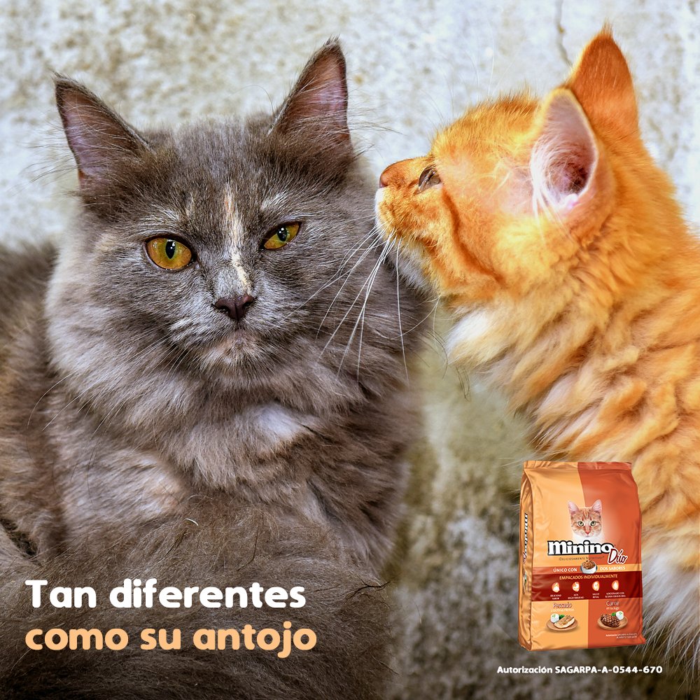 Consigue que la hora de comer sea más divertida y especial con la variedad de Minino Dúo, el único con dos sabores empacados individualmente. =^･ｪ･^=