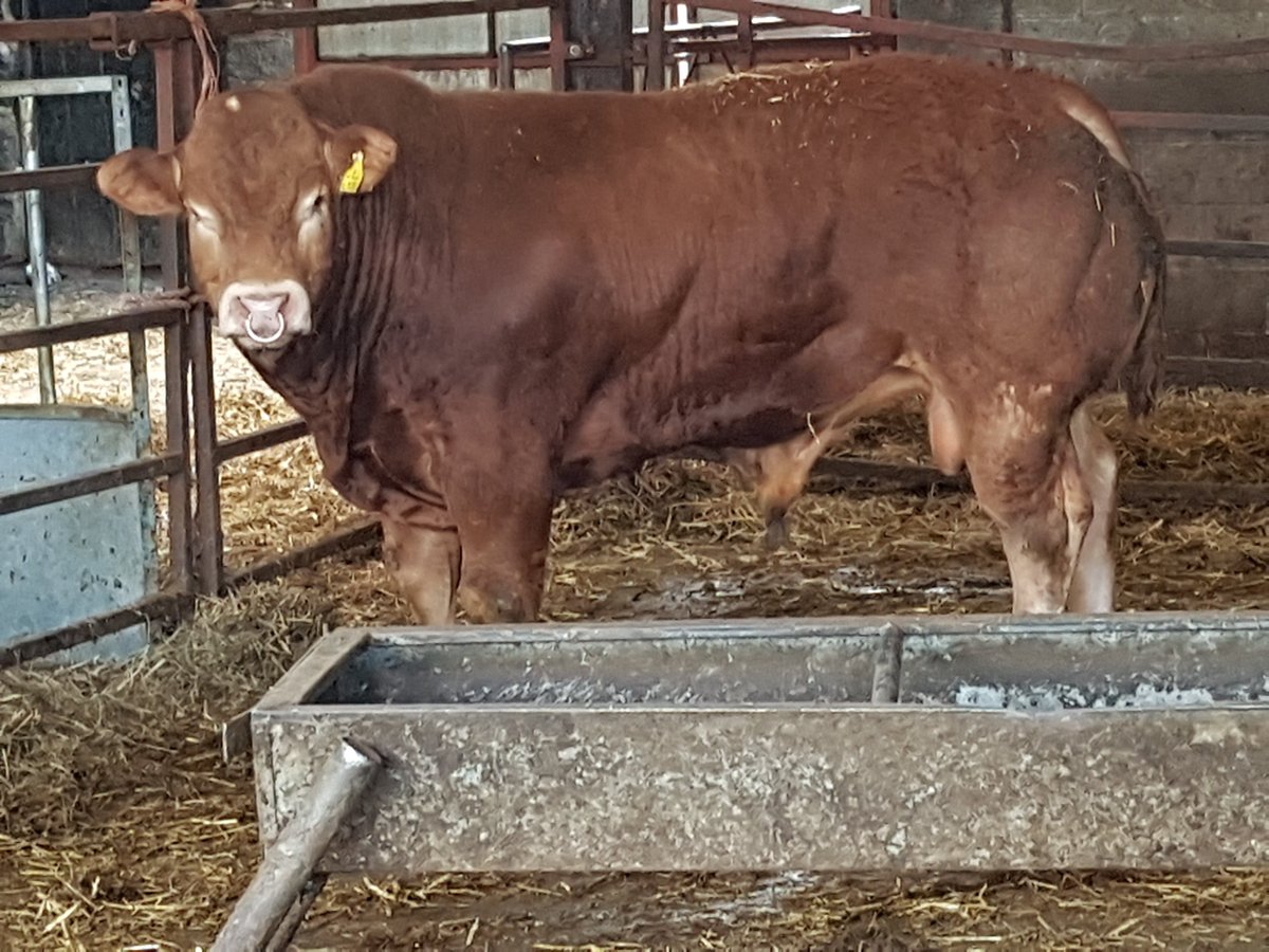 hefsjones's tweet photo. @1GarethWynJones Here is a half brother . Also looking for love https://t.co/PsDiF76vcG