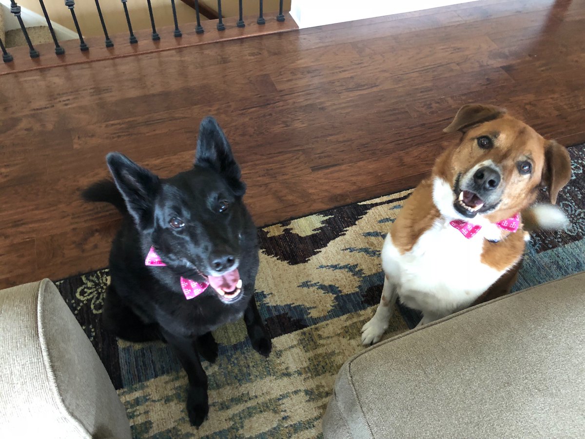 My boys enjoying their #tmobiletuesdays pet bows #tmobile