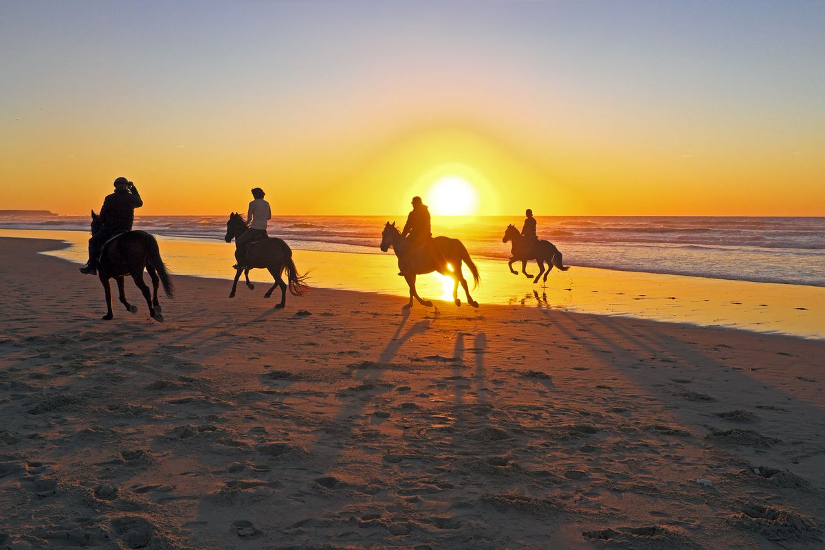 Oahucom's tweet image. Featured Activity: HORSEBACK ADVENTURE
In the North Shore of Oahu, there are horseback tours that take you along the beaches during sunset with trained expert guides.

Start Your Adventure Here: buff.ly/2HZeSNS 
#horseback #sunset #hawaii #holiday #vacation #beach