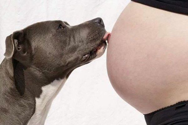 Uzivatel Instituto Perro Na Twitteru Las Fotos Mas Tiernas De