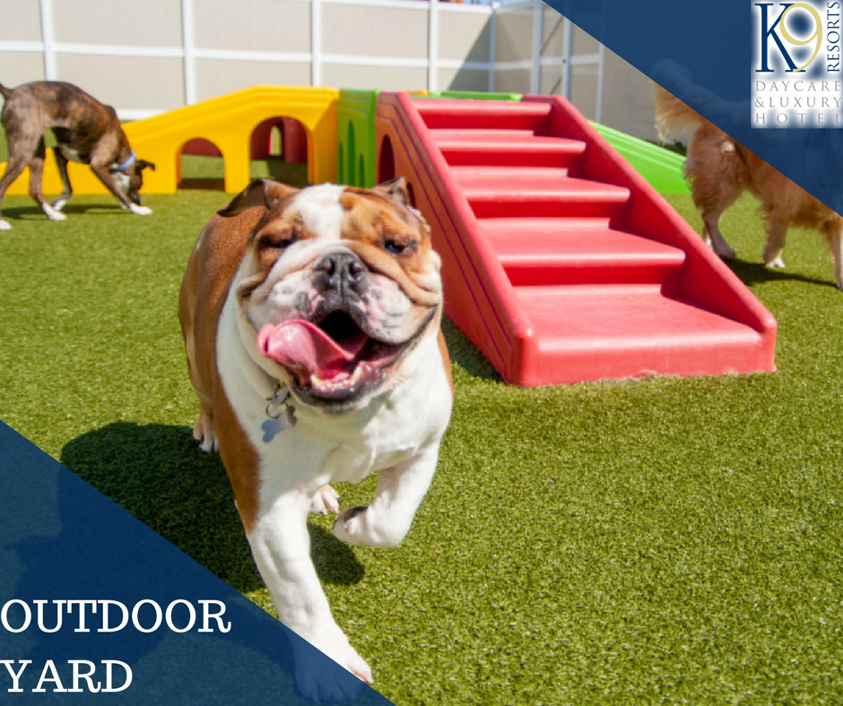 With the arrival of beautiful weather, your #dog will love our outdoor play area! Here they can stretch their legs and enjoy exercise &amp; play with other pups! #K9Resorts

ow.ly/PxrT30jP0t9