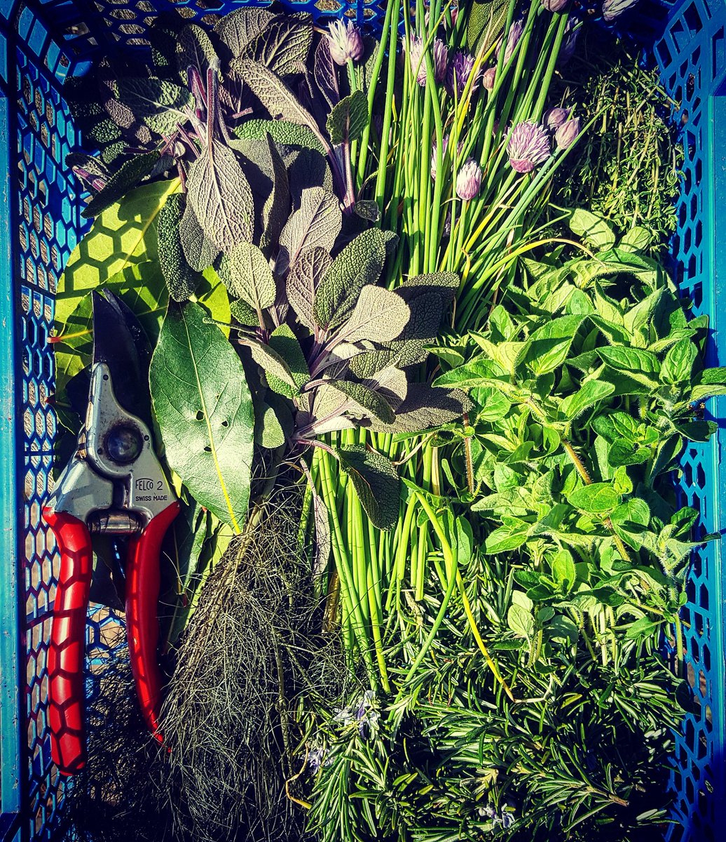 BotanicalBrown's tweet photo. Today's freshly picked organic herbs. Chives, sage, rosemary, thyme, oregano, bay, golden fennel and lovage. All grown on site and to be used within the Michelin star restaurant here at Gravetye Manor. https://t.co/o5GHLJ3CRt