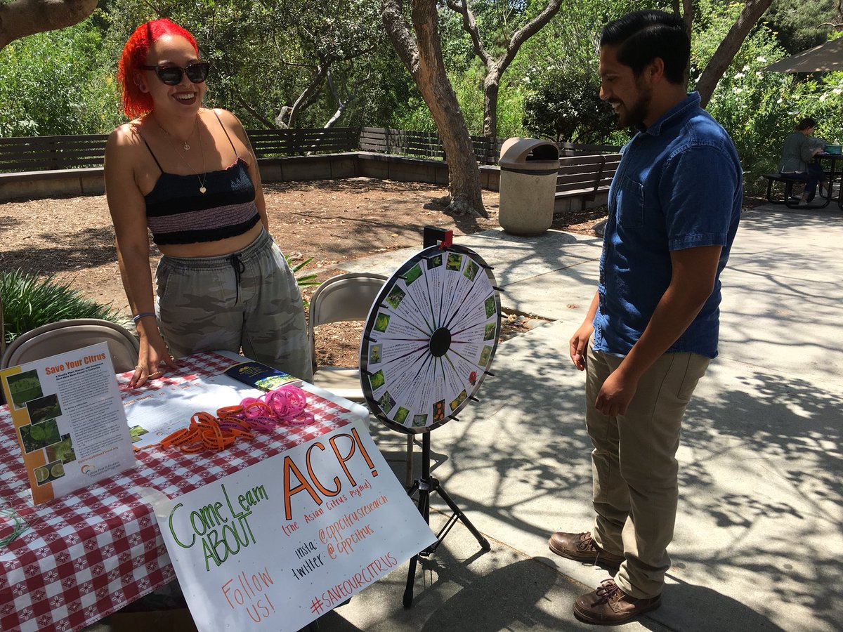 cppcitrus's tweet image. Senior Kyra Frazier at our booth today educating students on the symptoms of HLB on citrus trees!