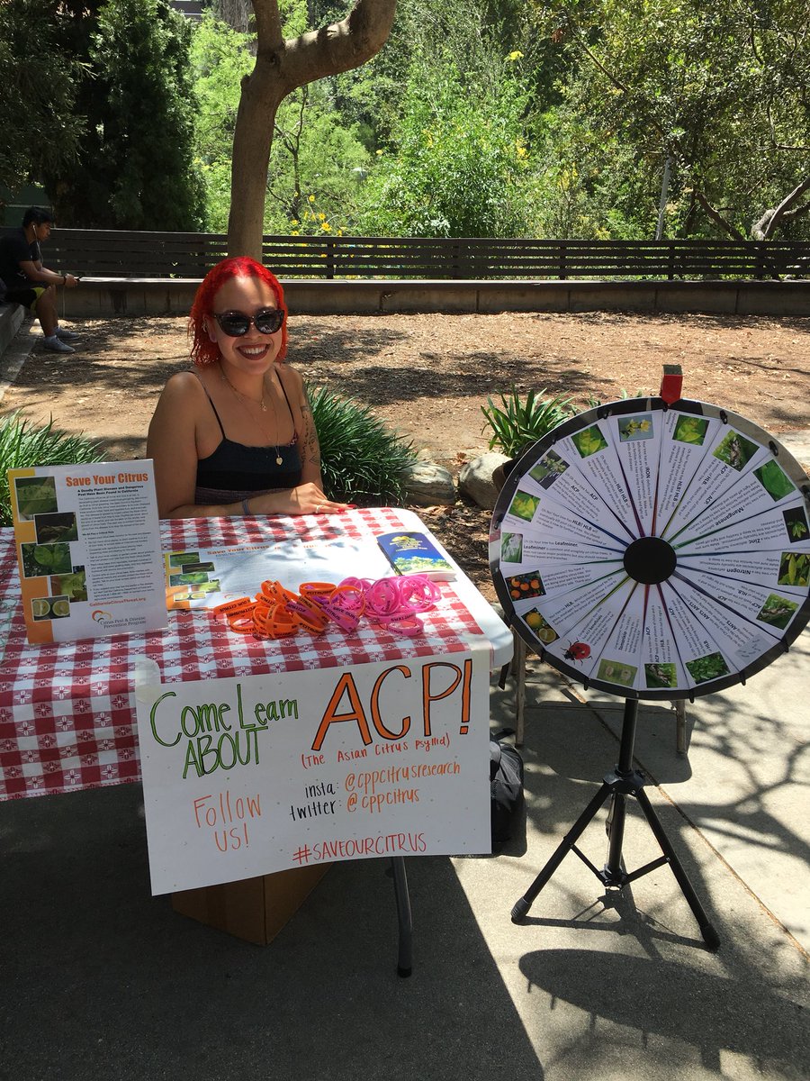 cppcitrus's tweet image. Senior Kyra Frazier at our booth today educating students on the symptoms of HLB on citrus trees!