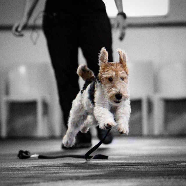 McCannDogs's tweet photo. Running toward the weekend like...
.
.
.
.
.
#terriersofinstagram #terriersofig #fourleggedfamilymembers #addingcolortolife #dogsoftoronto https://t.co/gbbg4QUXl7 https://t.co/97obLNiY0p