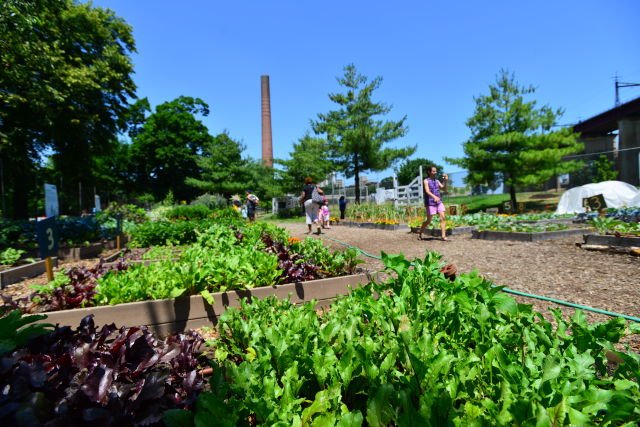nycgov's tweet image. TODAY! Take a self-guided tour through the #RandallsIsland Urban Farm to see the variety of fruits and vegetables that we are growing this season. on.nyc.gov/2It7Kca @NYCParks