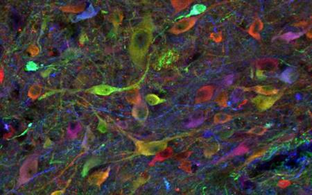 California Institute for Regenerative Medicine tweet media