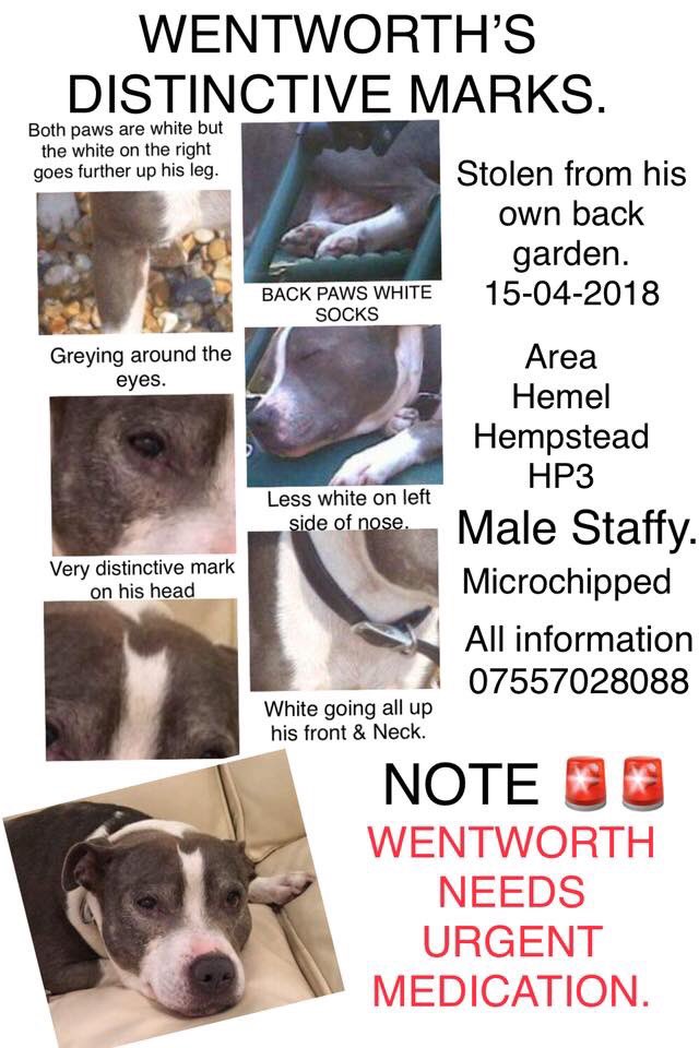 rosiedoc666's tweet photo. #findWentworth THIS #stolendog has VERY DISTINCTIVE MARKINGS
🖤 he was #taken from his safe, happy home 15/4/18 
THIS IS JUST AWFUL FOR HIS FAMILY 💔💔💔💔💔

#HemelHempstead #HP3 
🖤HES #microchipped &amp; needs #dailymedication 🆘

BRING HIM HOME PLS 🐾🐾 https://t.co/S1XAgfnhiD